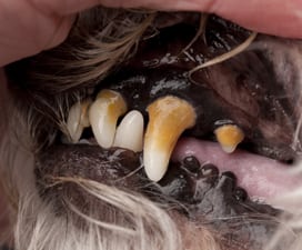Dog Teeth Cleaning in Hamden, CT