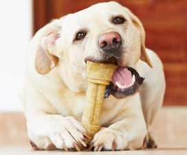 Dog cleaning teeth by chewing a bone
