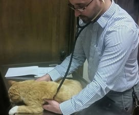 Veterinarian with a cat at Spring Glen Veterinary Clinic