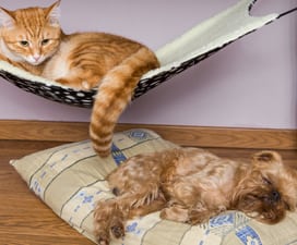 Vet Career Opportunities in Hamden