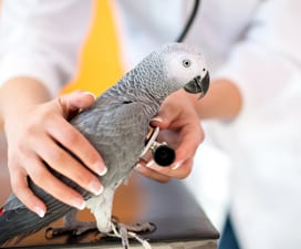 Avian vet examining a bird